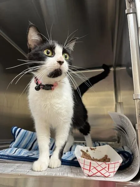 An adult small-sized female Domestic Short Hair cat named Luna for adoption in Virginia Beach, VA