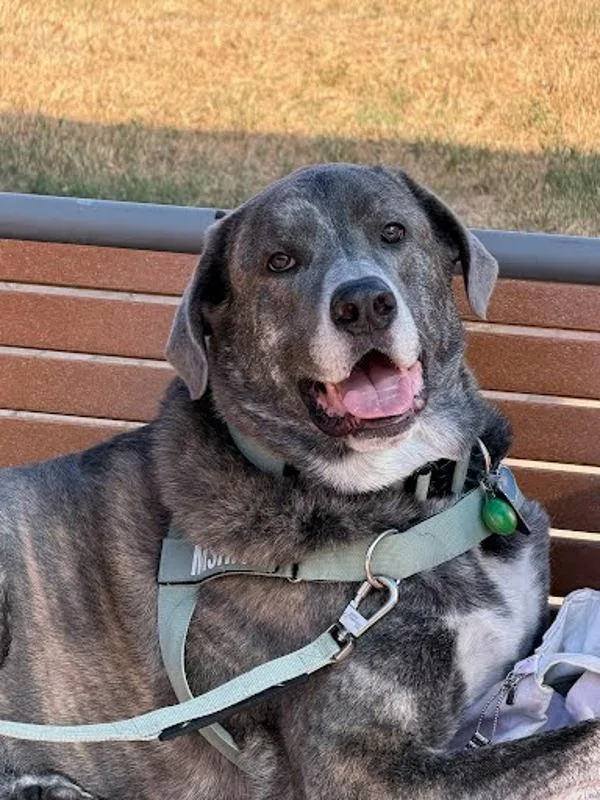 An adult large-sized male Great Pyrenees dog named Misha for adoption in Austin, TX