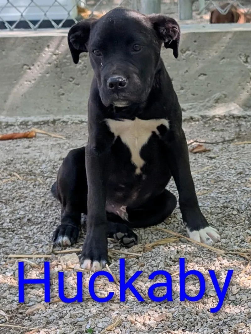 A baby large-sized male Black Boxer dog named Huckaby for adoption in Osceola, MO
