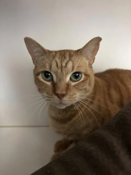 An adult small-sized male Domestic Short Hair cat named Mango for adoption in Manteo, NC