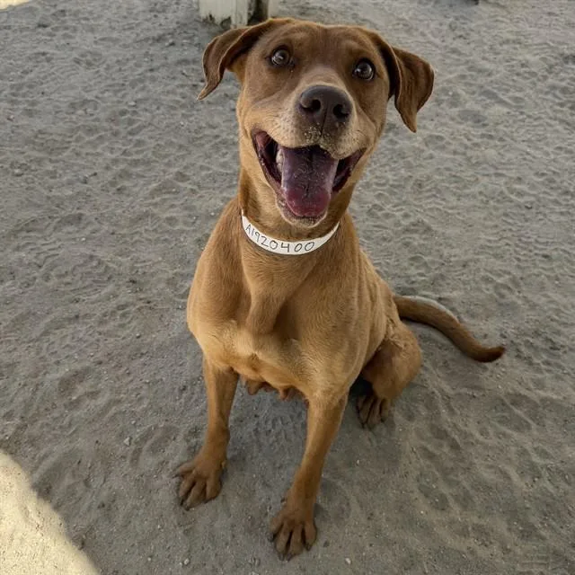 An adult medium-sized female Pit Bull Terrier dog named Becky for adoption in Thousand Palms, CA