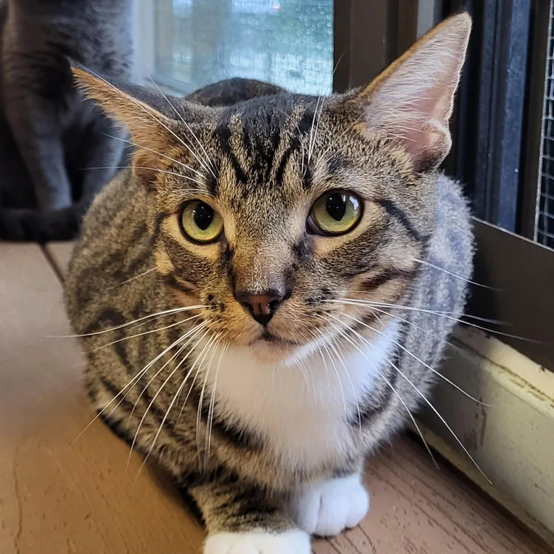 An adult medium-sized male Tabby (Brown / Chocolate) Domestic Short Hair cat named B for adoption in Grayslake, IL