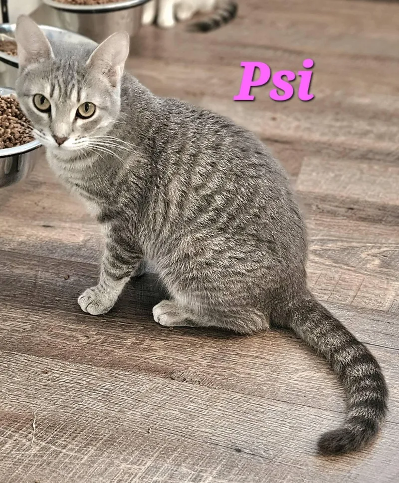 A young medium-sized female Gray / Blue / Silver Tabby cat named Psi for adoption in Macon, GA