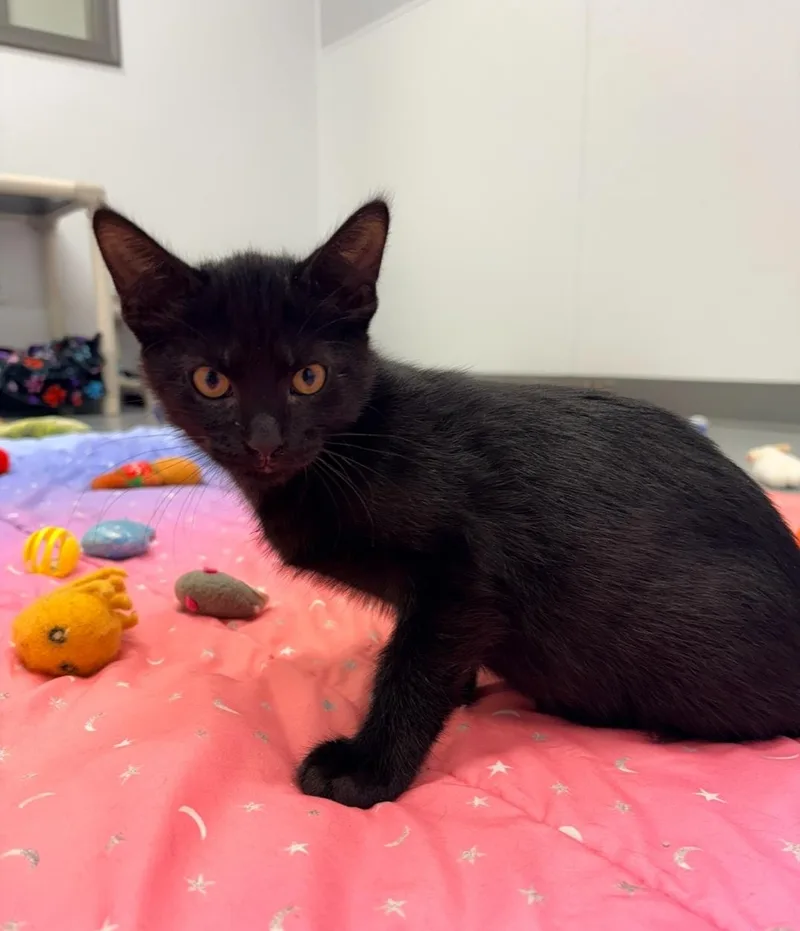 A baby small-sized male Domestic Short Hair cat named Gavin for adoption in Kalamazoo, MI