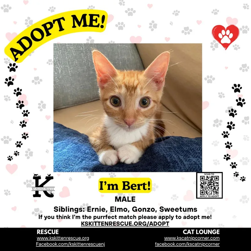 A baby medium-sized male Domestic Short Hair cat named Bert for adoption in Brick, NJ