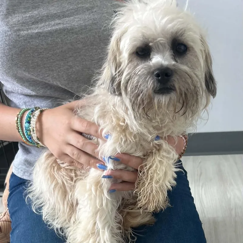 An adult small-sized female Terrier dog named Milah for adoption in Danbury, CT