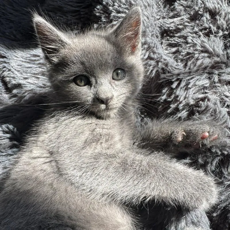 A baby small-sized female Gray / Blue / Silver Domestic Short Hair cat named Amarillo Highway for adoption in Fredericksburg, VA