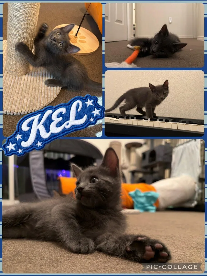 A baby small-sized female Tabby (Brown / Chocolate) Domestic Short Hair cat named Kel for adoption in Newberg, OR