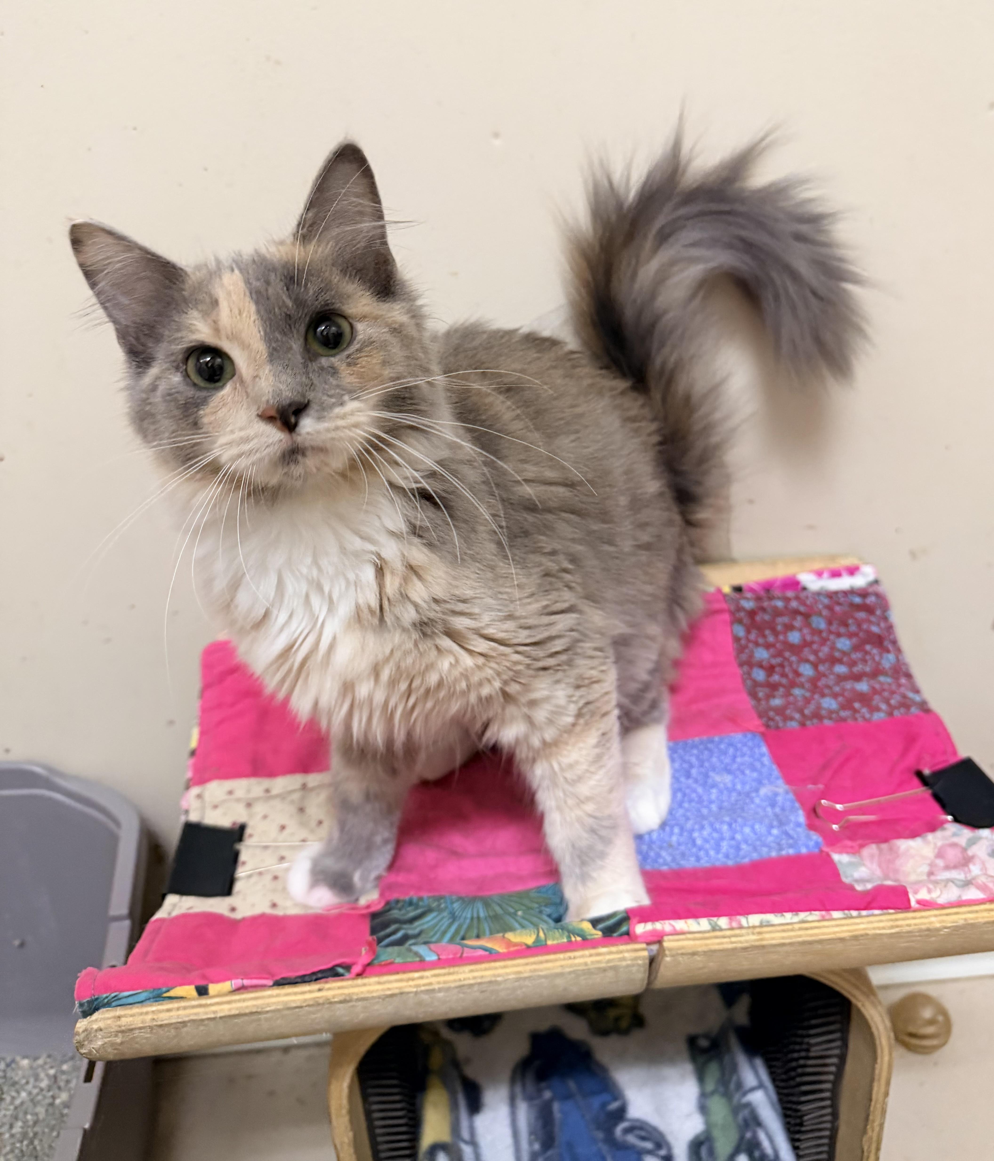 A young medium-sized female Dilute Tortoiseshell Domestic Short Hair cat named Moxie for adoption in Logan, OH