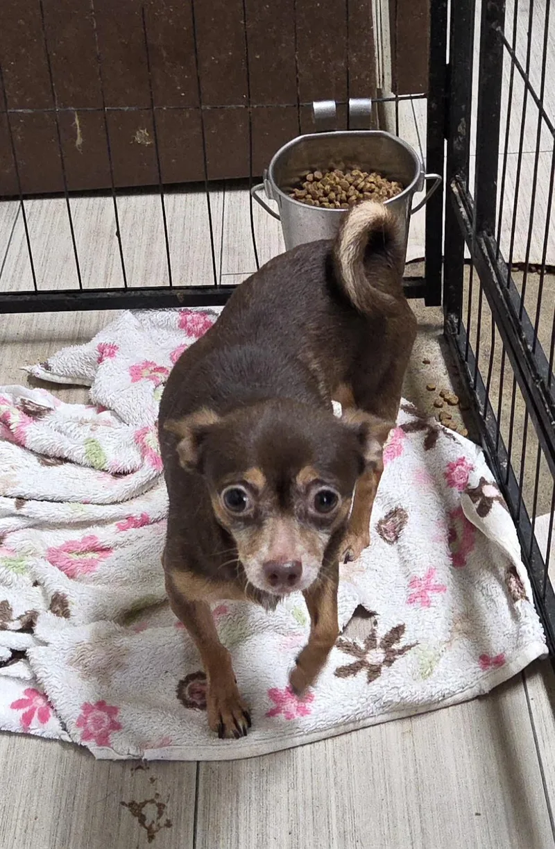 An adult small-sized male Bicolor Chihuahua dog named SHORTY and BEASTY for adoption in Chicopee, MA