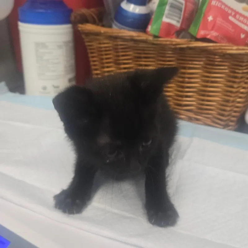 A baby small-sized male Black Domestic Short Hair cat named Louis for adoption in Milton, FL