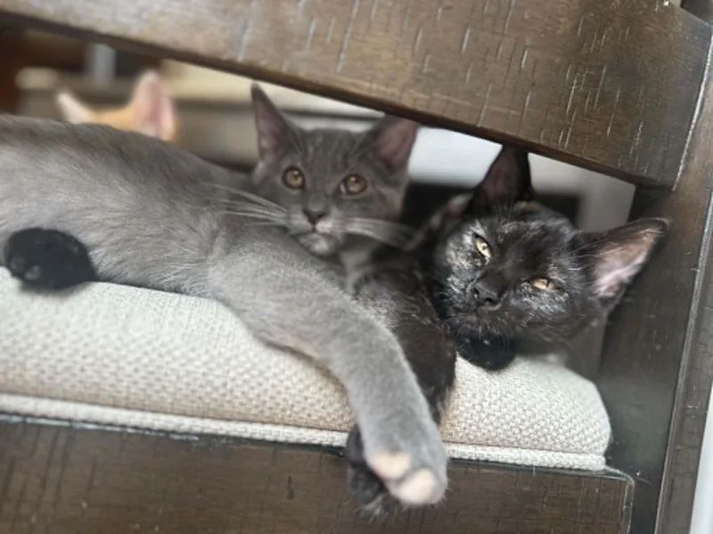 A baby medium-sized female Gray / Blue / Silver Domestic Short Hair cat named Luna for adoption in Overland Park, KS