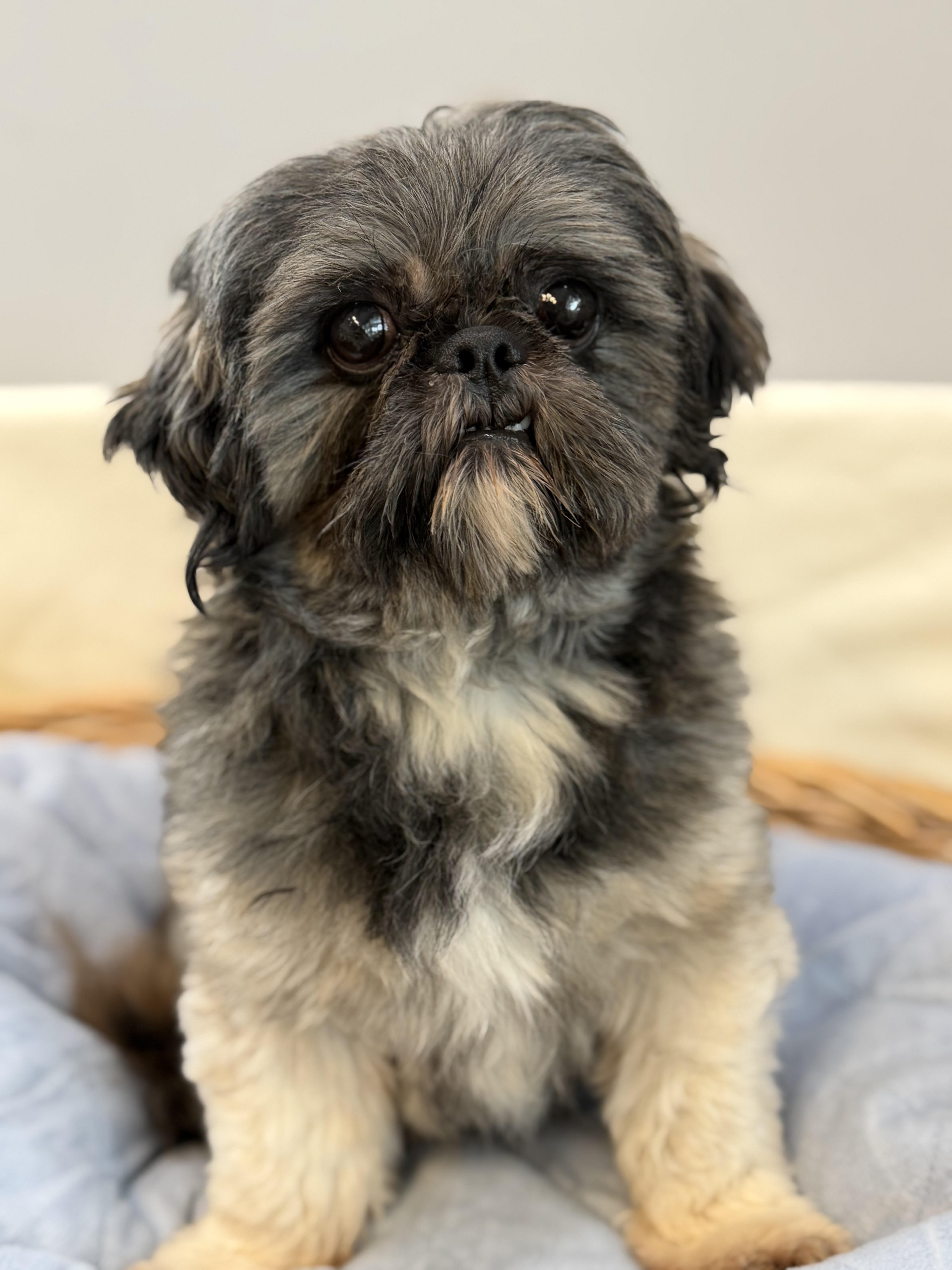 A young small-sized male Shih Tzu dog named Wonton for adoption in Lawrenceville, GA