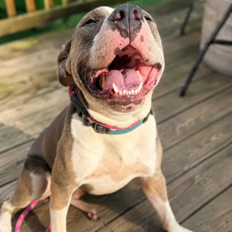 A young medium-sized male Mixed Breed dog named Oren for adoption in New York, NY