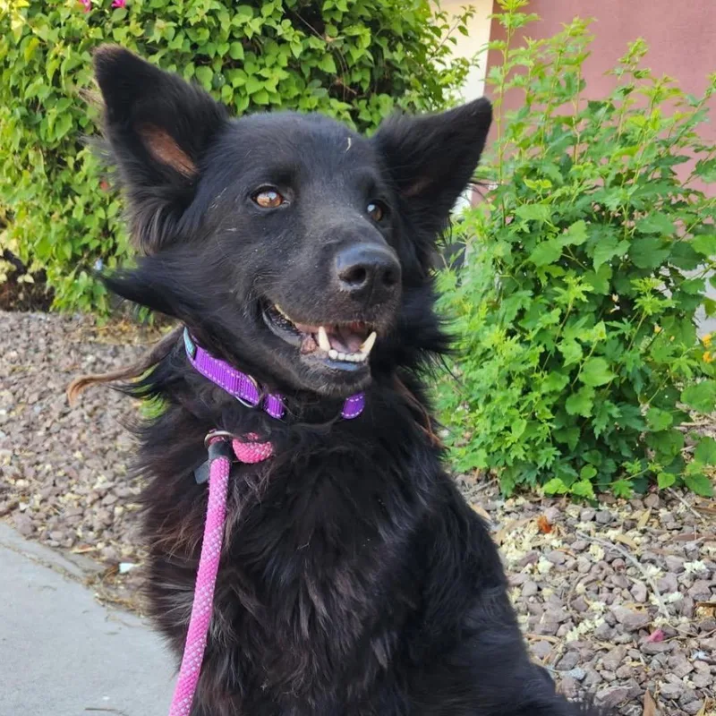 An adult medium-sized male Black Shepherd dog named Tux for adoption in Phoenix, AZ