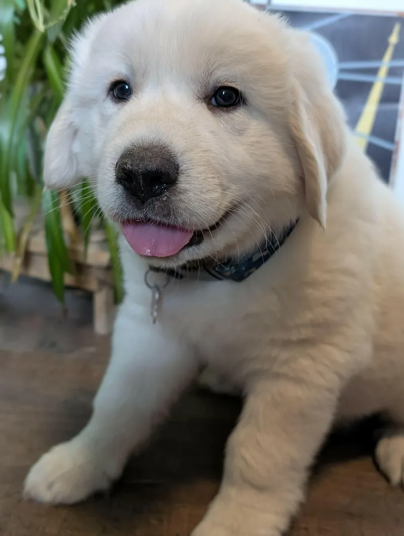 A baby large-sized male White / Cream Great Pyrenees dog named Hubble for adoption in Kiowa, OK