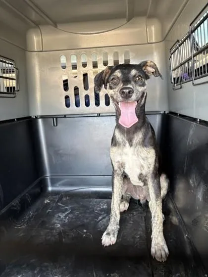 A young medium-sized male Terrier dog named Sherman for adoption in Honolulu, HI