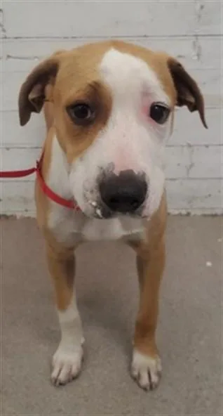 A young small-sized female Beagle dog named Honey for adoption in San Bernardino, CA