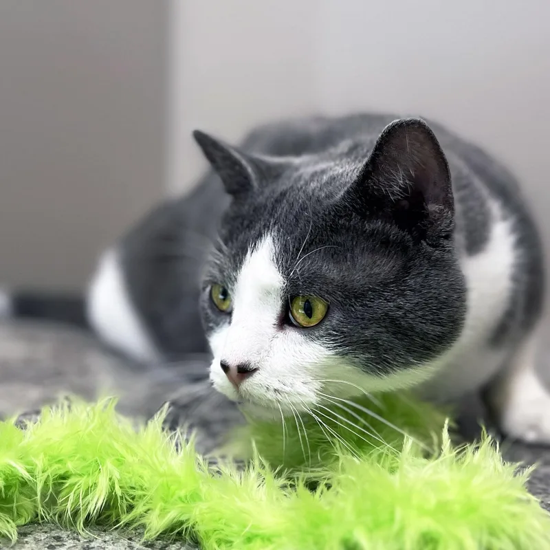An adult medium-sized male Gray & White Domestic Short Hair cat named Simon for adoption in Chicago, IL