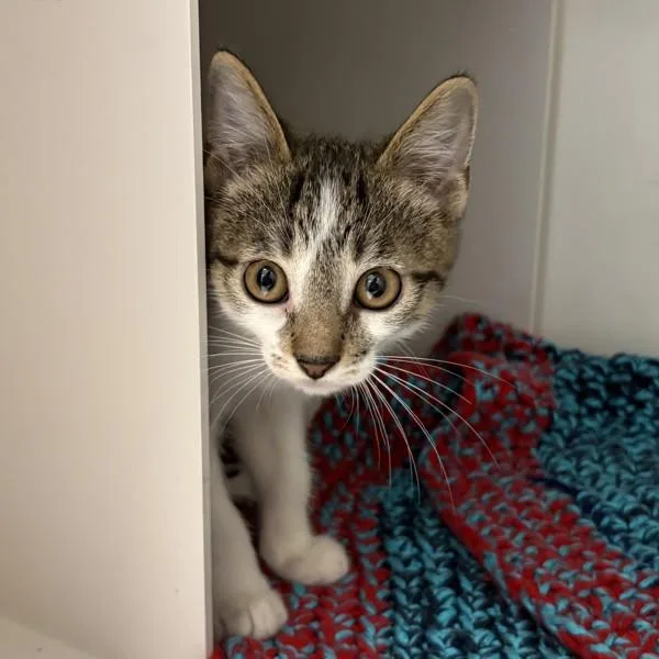 A baby small-sized female Domestic Short Hair cat named Betty for adoption in Des Moines, IA