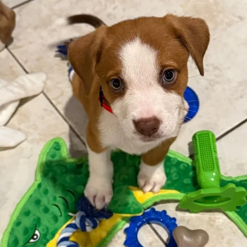 A baby medium-sized male Brown / Chocolate Pit Bull Terrier dog named Bagel for adoption in Brentwood, CA
