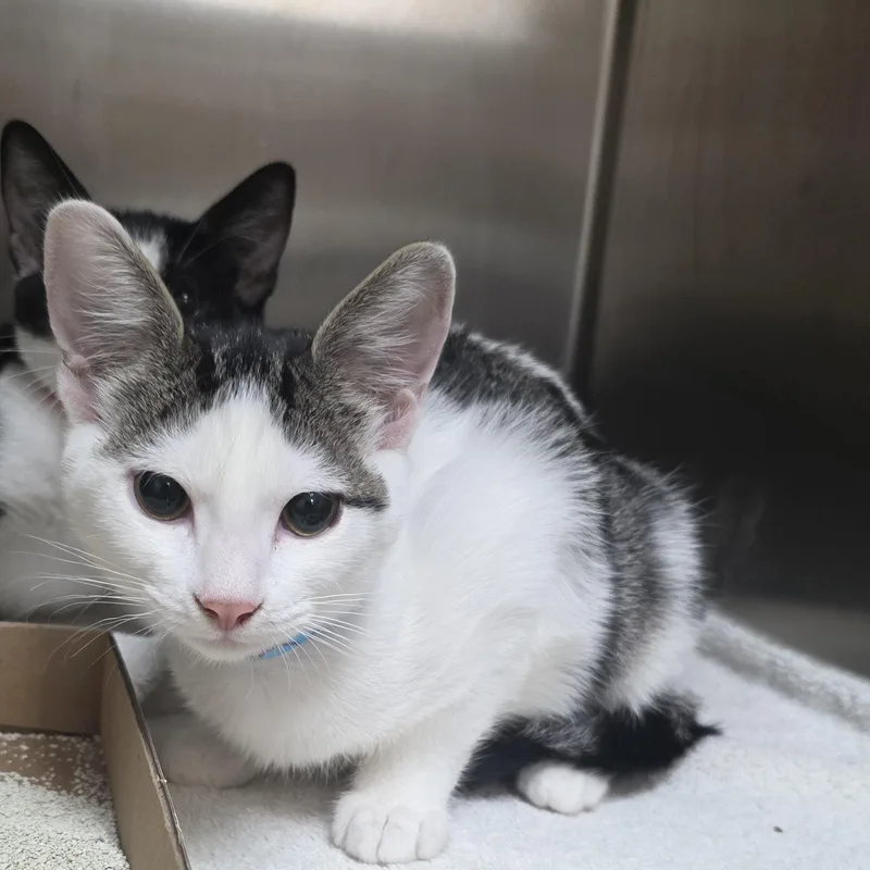 A young medium-sized female White Domestic Short Hair cat named Melba for adoption in Mission Viejo, CA