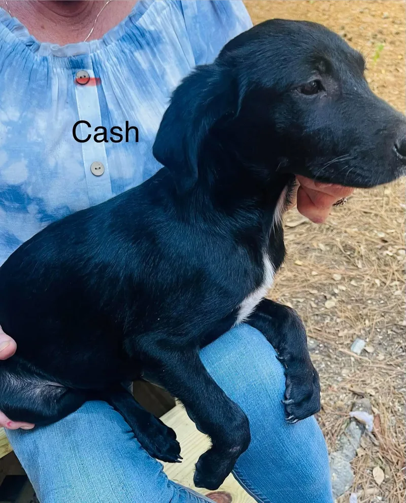 A baby medium-sized male Labrador Retriever dog named Cash for adoption in Blairstown, NJ