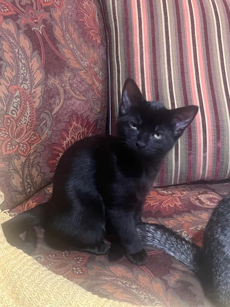 A baby medium-sized female Black Domestic Short Hair cat named Maisie for adoption in Mokena, IL