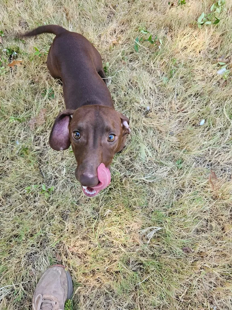 An adult small-sized male Dachshund dog named Ruben for adoption in Wichita Falls, TX