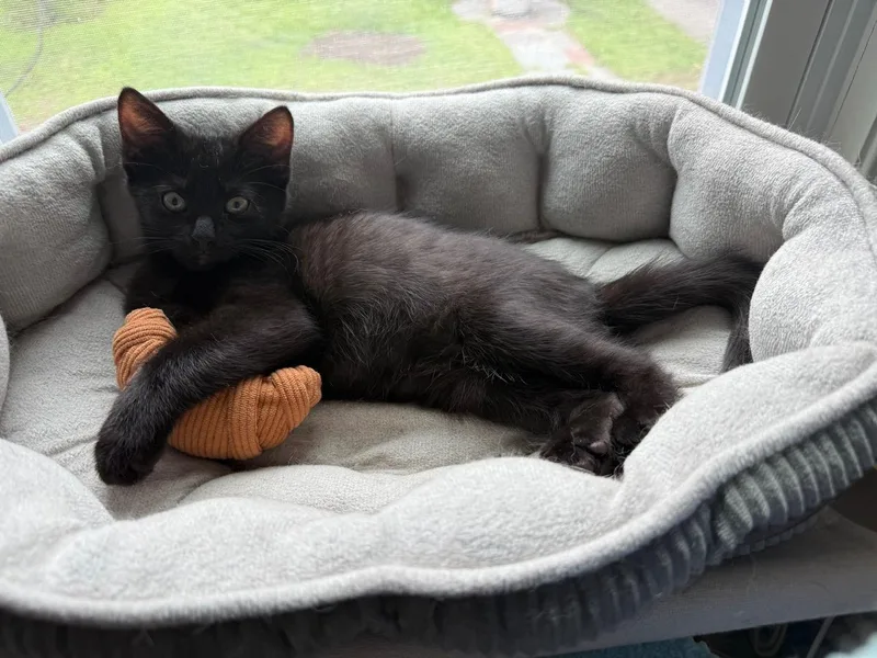 A baby medium-sized male Domestic Short Hair cat named Verso for adoption in Melrose, MA