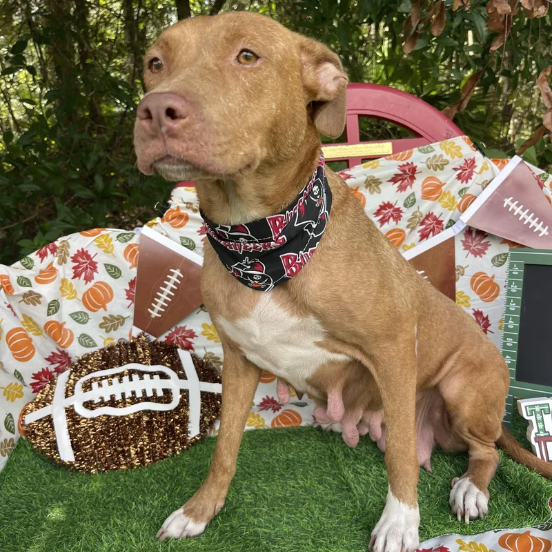 A young medium-sized female American Staffordshire Terrier dog named Truffle for adoption in Sebring, FL