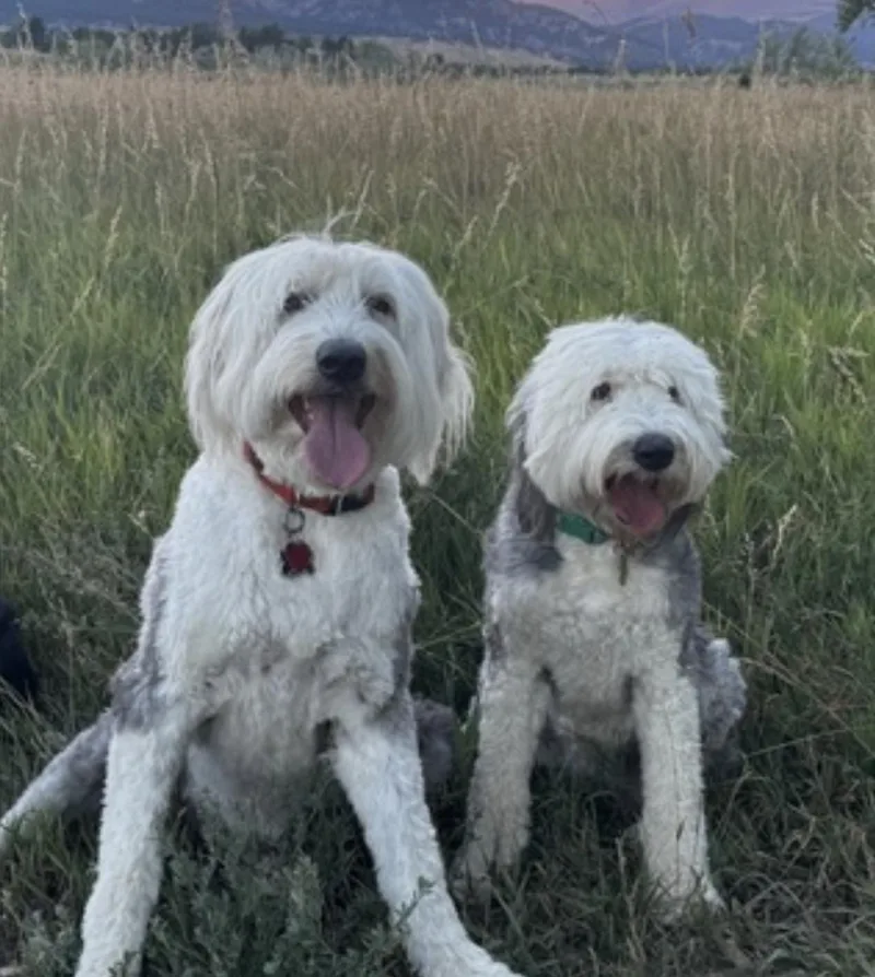 An adult large-sized female White / Cream Old English Sheepdog dog named Daisy and Ziggy for adoption in Amherst, MA