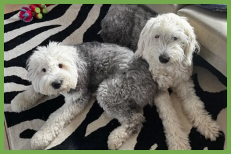 Daisy and Ziggy thumbnail 2