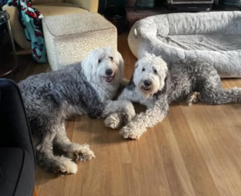 Daisy and Ziggy thumbnail 4