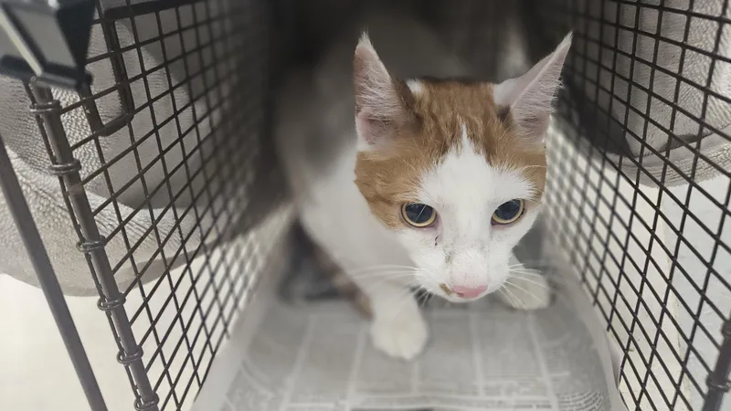 An adult medium-sized male Domestic Short Hair cat named Shy Guy for adoption in Van Nuys, CA