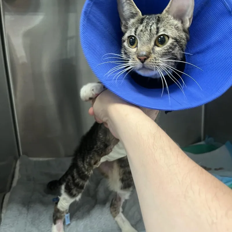 A young small-sized female Brown / Chocolate Domestic Short Hair cat named Sparrow for adoption in Brooklyn, NY