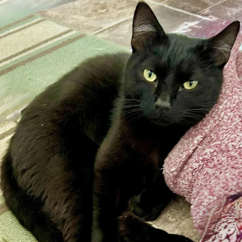 A baby medium-sized male Black Domestic Short Hair cat named Teddy for adoption in Johnson City, TN