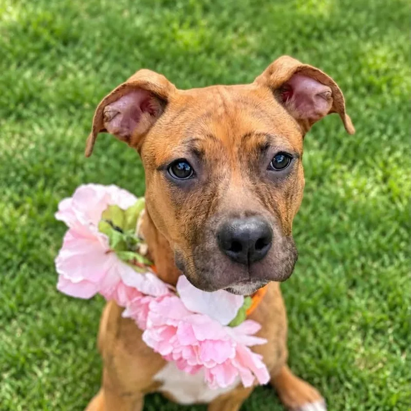 A baby medium-sized female Brindle Mixed Breed dog named Mars for adoption in Warren, OH