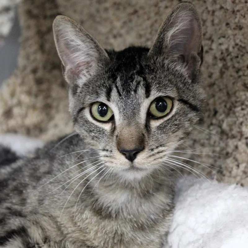 A young medium-sized male Black & White / Tuxedo Domestic Short Hair cat named Junior for adoption in Shawnee, KS