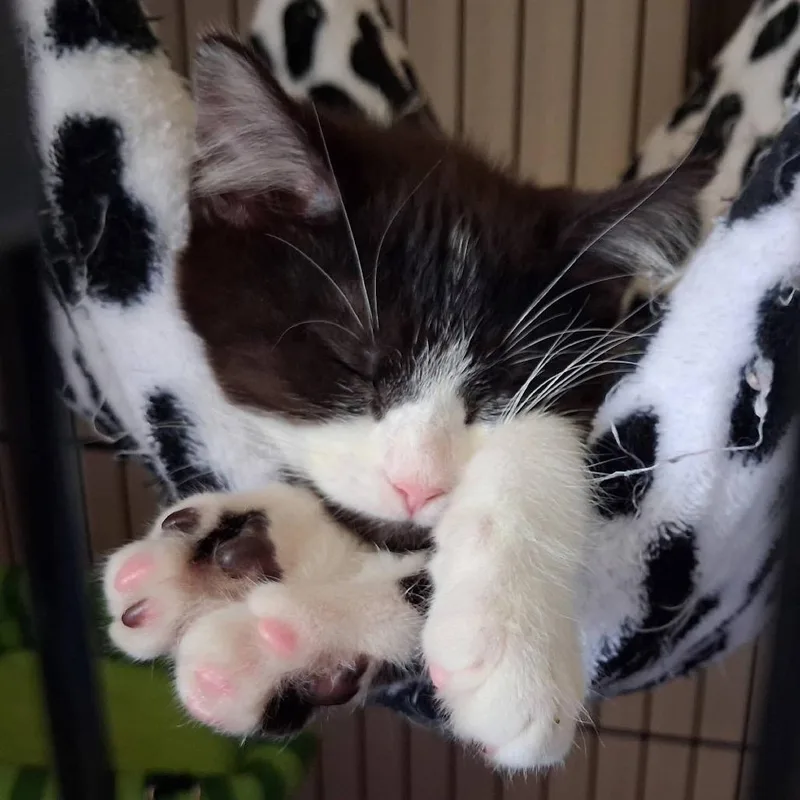 A baby small-sized female Black Domestic Short Hair cat named Cactus for adoption in Parkersburg, WV