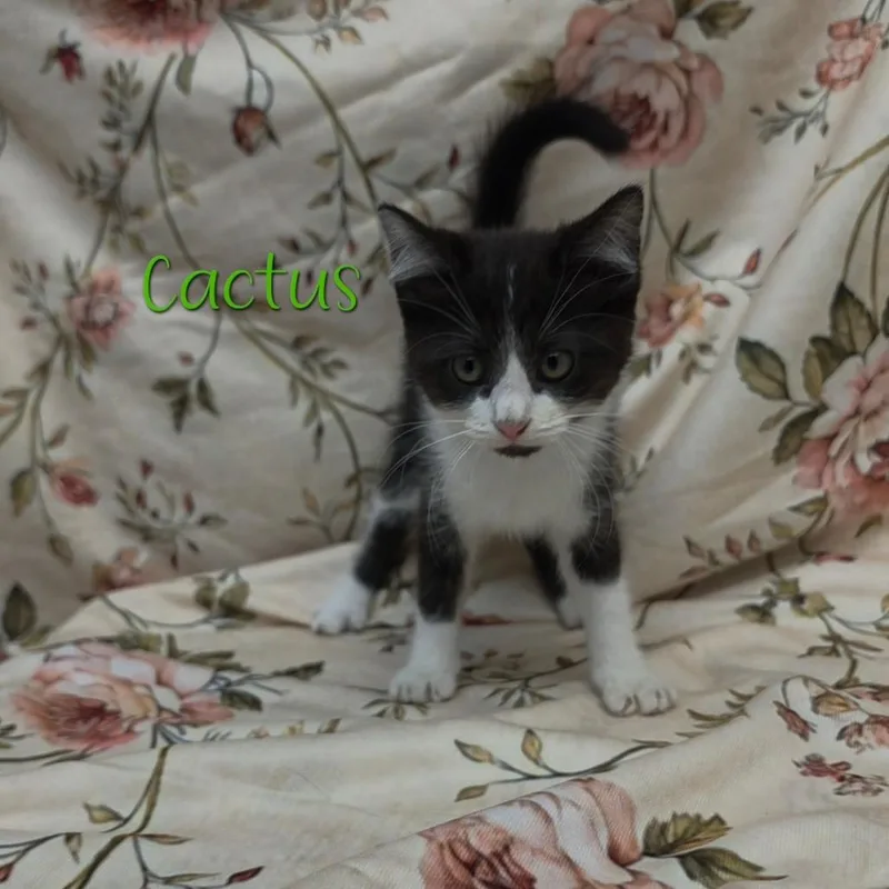 Cactus thumbnail 3