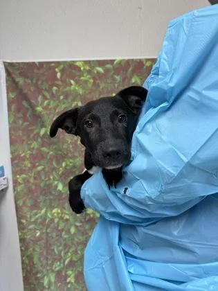 A young small-sized male Labrador Retriever dog named Kenny for adoption in San Antonio, TX