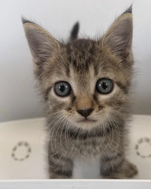 A baby small-sized male Domestic Short Hair cat named Mario for adoption in Cleveland, TN