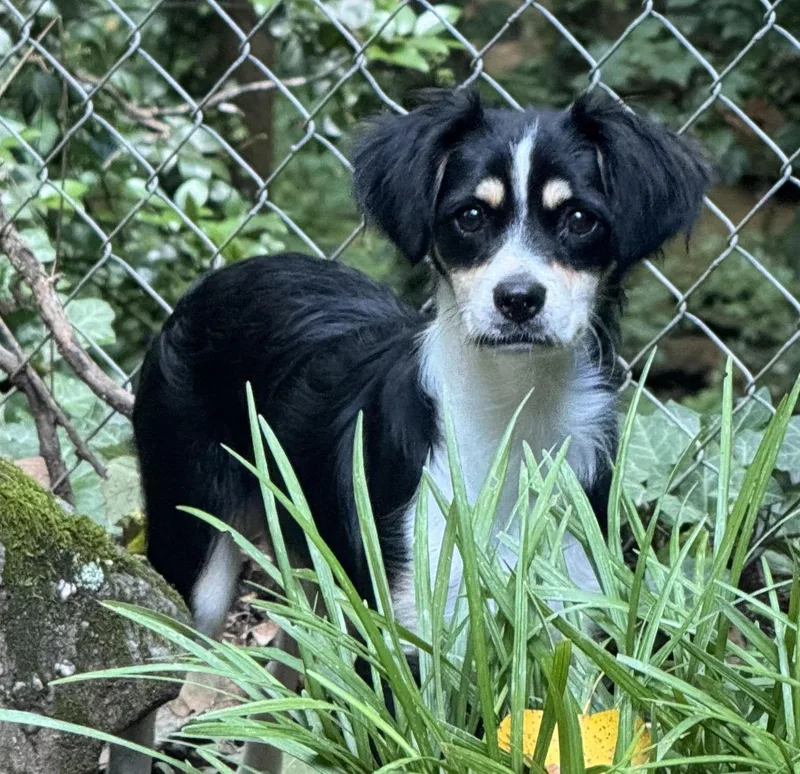 A baby medium-sized male Border Collie dog named Bonsai for adoption in Cumming, GA