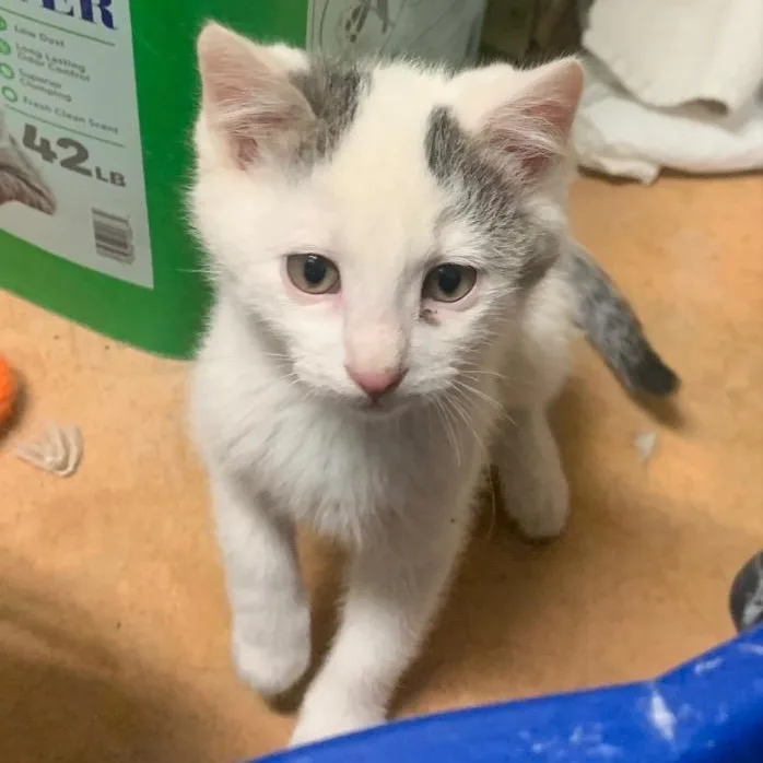 A baby medium-sized male Domestic Short Hair cat named Ranger for adoption in Thayne, WY