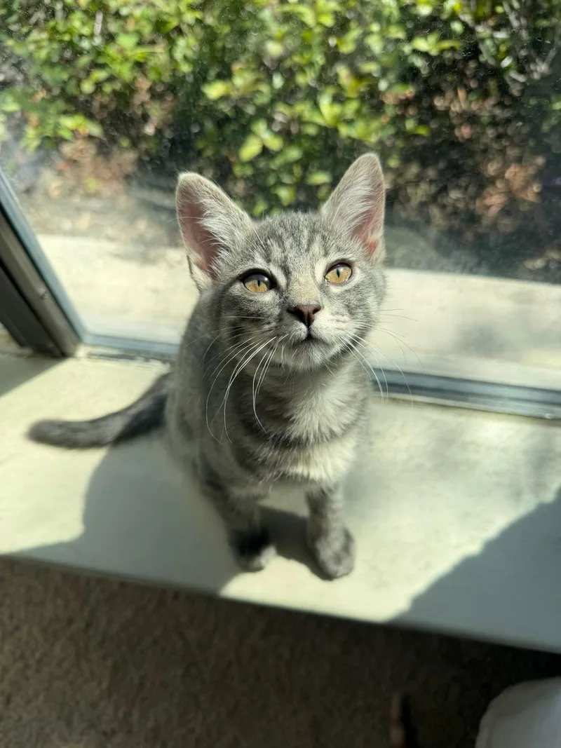 A baby medium-sized female Tabby cat named Blu for adoption in Cypress, TX