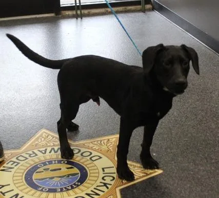 A young medium-sized male Black Hound dog named Winston for adoption in Heath, OH