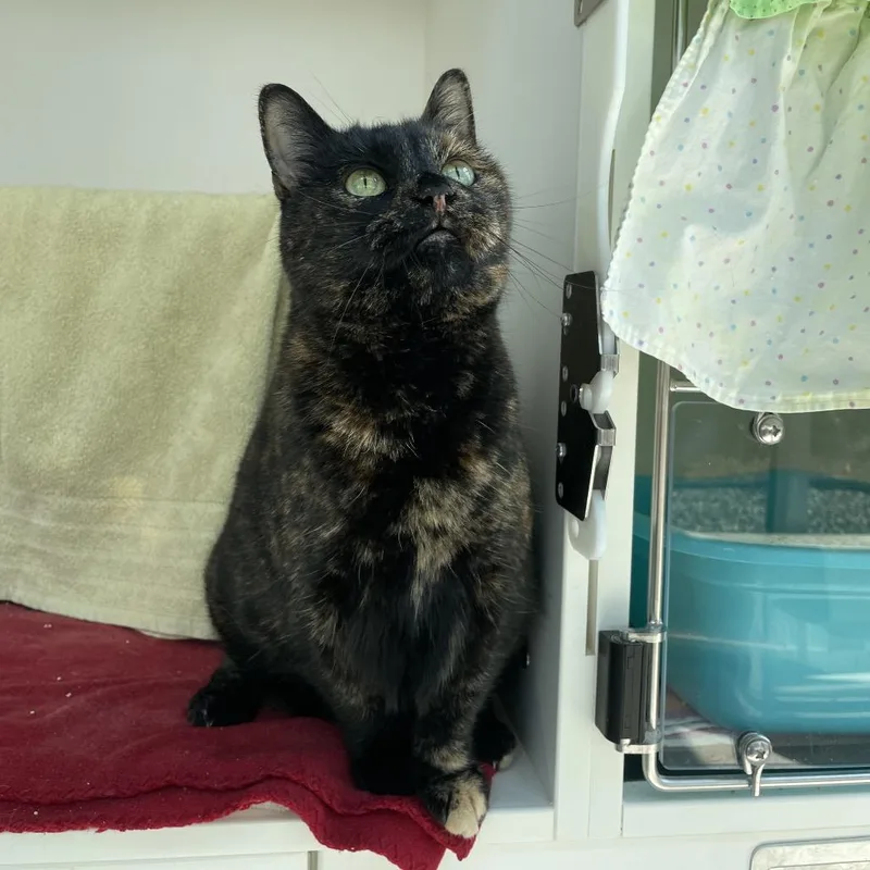 A senior large-sized female Black Domestic Short Hair cat named Peanut for adoption in Warwick, RI
