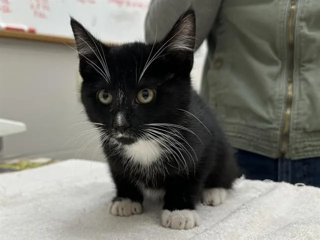 A baby small-sized female Domestic Short Hair cat named Denim for adoption in McKinleyville, CA