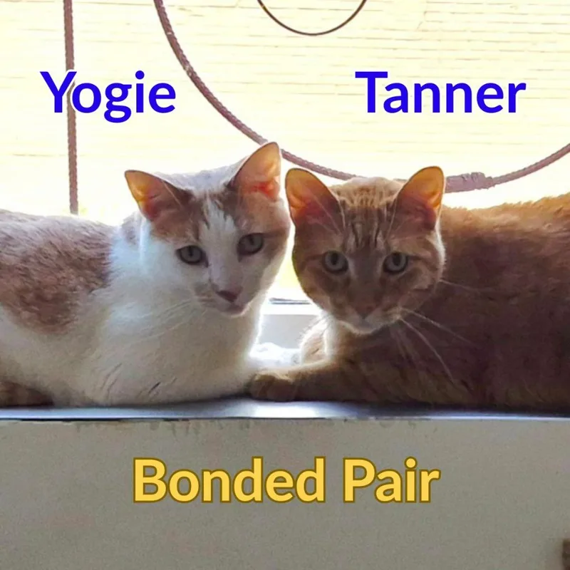 An adult medium-sized male Domestic Short Hair cat named Tanner for adoption in North Saint Paul, MN